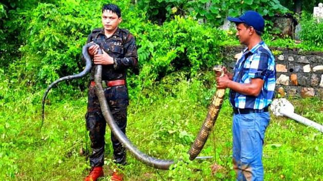 A 15-feet long King cobra was rescued from Uttarakhand in August this year. (HT Photo) A 15-feet long King cobra was rescued from Uttarakhand in August this year. (HT Photo)