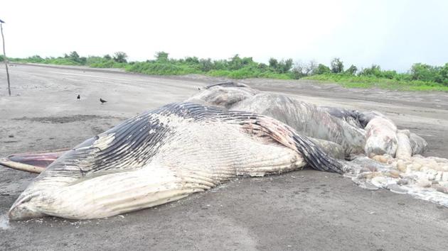 The decomposed whale carcass at Theronda in Alibag that was washed ashore on Sunday.(Sourced Photo) The decomposed whale carcass at Theronda in Alibag that was washed ashore on Sunday.(Sourced Photo)