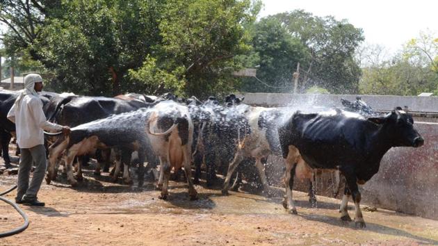 Save dairy animals from hyperthermia: GADVASU professor - Hindustan Times Save dairy animals from hyperthermia: GADVASU professor - Hindustan Times