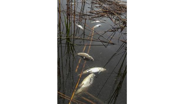In this undated photo made by Prakash Saikia, dead fish lie near the Maguri wetland in Tinsukia district. Saikia said he has seen cows and goats giving birth to dead calves and kids, fish dying and birds struggling to take flight in the area, PTI reported. (PTI)
