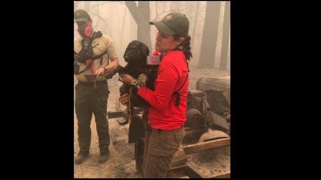 The post has been shared with several pictures of officials tending to the puppy.(Facebook/@Butte County Sheriff)