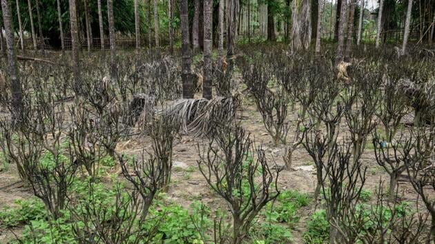 A view of a burnt tea garden near the gas well blowout site in Baghjan on September 11. The picturesque village, with tea gardens all around and the oil field in its vicinity, lies in the Maguri Motapung wetland area which is home to numerous species of birds, including migratory birds, and animals and a critical fisheries resource for the area. (Manish Sharma / PTI)