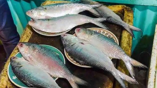 This comes at a time when millions of Bengalis are facing a crippling shortage of their favourite fish. (HT Photo) This comes at a time when millions of Bengalis are facing a crippling shortage of their favourite fish. (HT Photo)