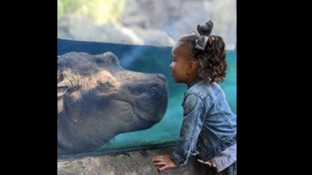 Featuring one of the famous members of the zoo, Fiona the hippo and an adorable toddler, the photo is very cute.(Instagram/@cincinnatizoo)