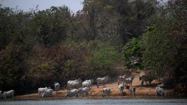 Cattle is seen drinking water metres away from an injured adult male jaguar at the Encontros das Aguas Park, near the Transpantaneira park road which crosses the world's largest tropical wetland, in Mato Grosso State, Brazil, on September 15. An Animal Rescue Team is monitoring the jaguar to evaluate if they will need to transport and treat him outside the park. (Mauro Pimentel / AFP)