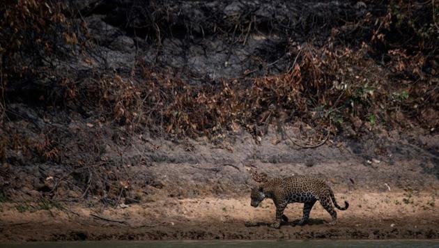 An injured adult male jaguar walks along the bank of a river at the Encontros das Aguas Park in the Porto Jofre region of the Pantanal, near the Transpantaneira park road which crosses the world's largest tropical wetland in Mato Grosso State, Brazil, on September 15. The Pantanal, famous for its wildlife, is suffering its worst fires in more than 47 years, destroying vast areas of vegetation and causing death of animals caught in the fire or smoke. (Mauro Pimentel / AFP)