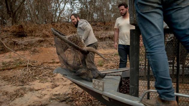 Volunteers of an animal rescue group return a Brazilian porcupine (Coendou prehensilis) back into the wild in the Pantanal, near the Transpantaneira park road which crosses the world's largest tropical wetland, in Mato Grosso State, Brazil, on September 13. (Mauro Pimentel / AFP)