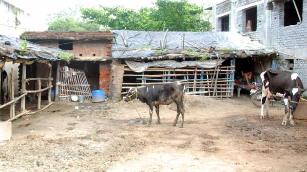 Government has asked owners of bovines to ensure that the infected animals are isolated and not allowed to graze in open grounds and mate untill treated. (HT Photo) Government has asked owners of bovines to ensure that the infected animals are isolated and not allowed to graze in open grounds and mate untill treated. (HT Photo)