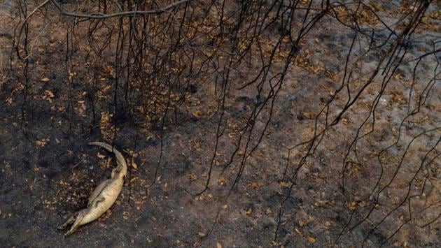 A dead alligator lies beside the Transpantaneira park road in the Pantanal wetlands in Mato Grosso state, on September 14. Brazil’s environment minister Ricardo Salles visited the Pantanal in August, saying that federal environmental agencies had sent five aircraft and additional workers to assist the more than 100 state firefighters battling the blazes, Reuters reported. (Mauro Pimentel / AFP)