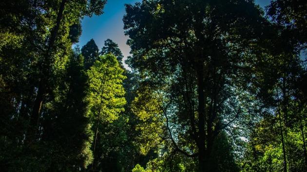 Kurseong, West Bengal, India (Unsplash) Kurseong, West Bengal, India (Unsplash)