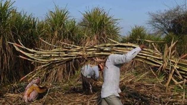 A farmer carries sugarcane to load on a tractor to sell it at a sugar mill.(Representational Image)