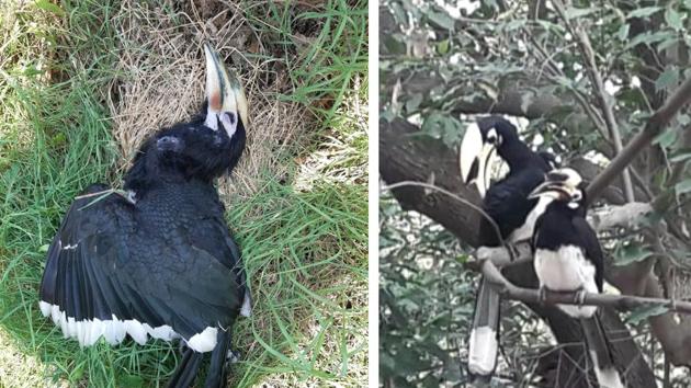 The electrocuted hornbill at PGIMER and (on right) a pair on a tree in Sector 4, Chandigarh.(PHOTOS: UPENDRA GOSWAMI & NEELAM MANSINGH CHOWDHRY)
