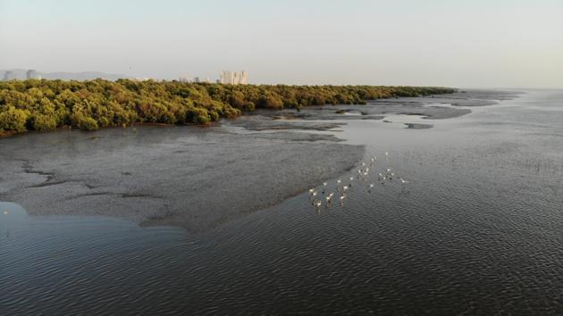 According to a satellite study of Mumbai’s mangroves, the deposition of sediments narrowed creek channels and allowed mangroves to spread along its edges and expanded green cover overtime. (Image credit: Mangrove Cell)