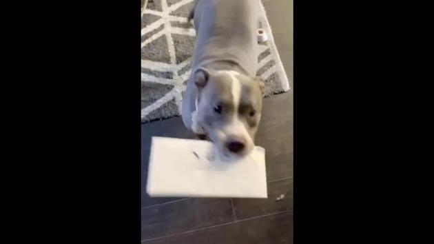 You won\'t believe what this cute dog gifted her pet parent. Watch ...