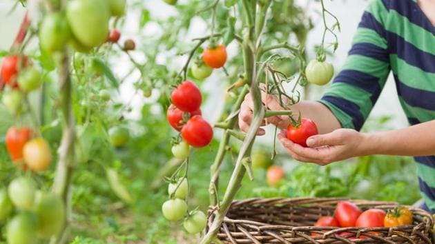 This could be the right time to start a positive engagement with nature -- by taking care of plants and starting a kitchen garden.(Shutterstock)