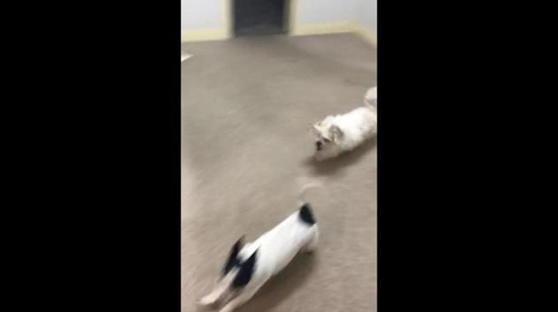 The image shows two dogs running around indoors.(Reddit/@Wireylegume)