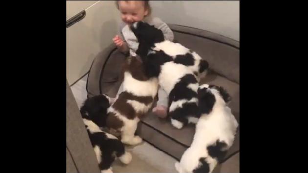 The clip shows a toddler along with five puppies.(Twitter/@RexChapman) The clip shows a toddler along with five puppies.(Twitter/@RexChapman)