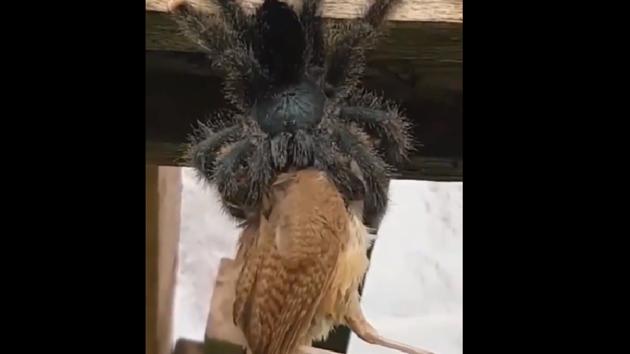 The 54-second-long clip shows a huge spider hanging from a wall eating the bird.(Twitter)