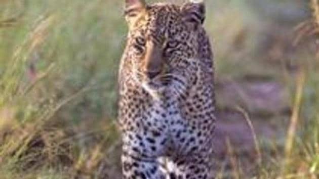 The leopard that has been on the prowl in the area for the past three months and has killed a few cattle and dogs. Photo for representation only. (Getty Images)