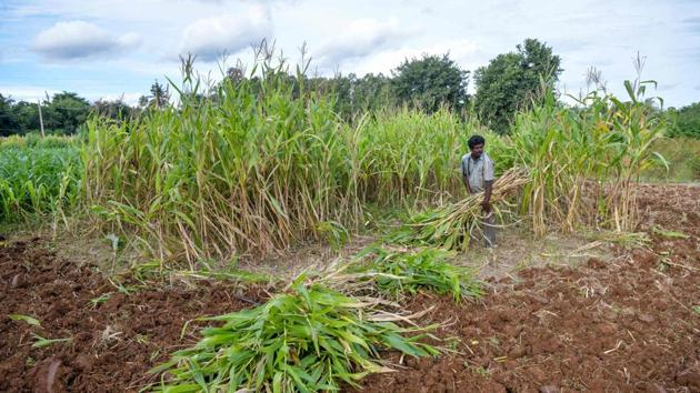 A farmer working in a field on the outskirts of Bangalore on September 18. Welcoming the passage of the bills, Prime Minister Narendra Modi tweeted on September 20, “For decades, the Indian farmer was bound by various constraints and bullied by middlemen. The bills passed by Parliament liberate the farmers from such adversities. These bills will add impetus to the efforts to double income of farmers and ensure greater prosperity for them.” (Manjunath Kiran / AFP) A farmer working in a field on the outskirts of Bangalore on September 18. Welcoming the passage of the bills, Prime Minister Narendra Modi tweeted on September 20, “For decades, the Indian farmer was bound by various constraints and bullied by middlemen. The bills passed by Parliament liberate the farmers from such adversities. These bills will add impetus to the efforts to double income of farmers and ensure greater prosperity for them.” (Manjunath Kiran / AFP)