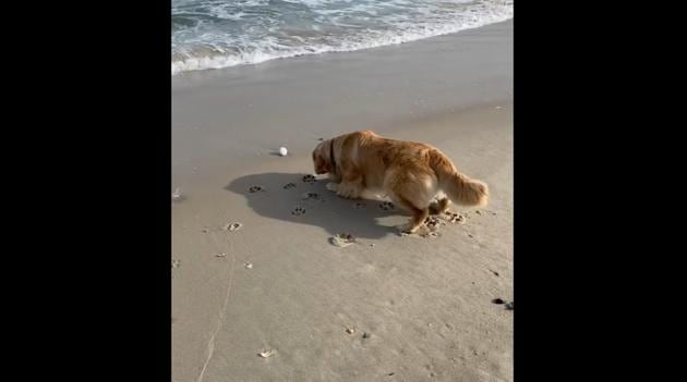 The dog tries to retrieve his ball from the water. His problem? The waves.(Instagram/@hudsonbegood) The dog tries to retrieve his ball from the water. His problem? The waves.(Instagram/@hudsonbegood)