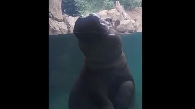 The clip shows Fiona inside her enclosure behind a glass wall. (Instagram/@cincinnatizoo)