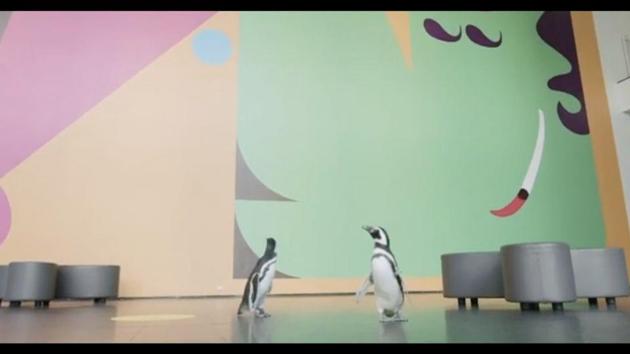 The image shows Izzy and Darwin, the resident penguins of Shedd Aquarium. (Instagram/@shedd_aquarium) The image shows Izzy and Darwin, the resident penguins of Shedd Aquarium. (Instagram/@shedd_aquarium)