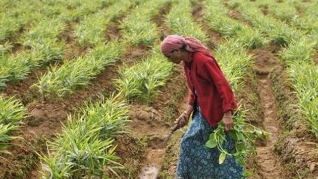 Farmers in Punjab and Haryana, the richest agricultural states, which also account for the highest share of government procurement in India, are at the forefront of these protests.(HT Photo)