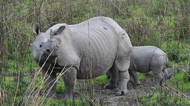 A female rhino and her calf at the Pobitora Wildlife Sancturary, located in Morigaon district nearly 50 km from Guwahati.(MORIGAON DISTRICT WEBSITE.) A female rhino and her calf at the Pobitora Wildlife Sancturary, located in Morigaon district nearly 50 km from Guwahati.(MORIGAON DISTRICT WEBSITE.)