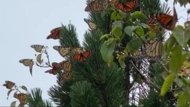 Shared on Instagram by Shedd Aquarium, the species identified in the clip is Monarch butterflies.(Instagram/@shedd_aquarium)