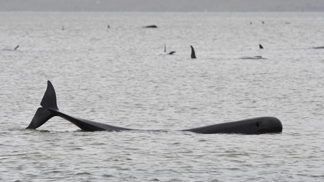 A pod of whales stranded on a sandbar in Macquarie Harbour on the rugged west coast of Tasmania, Australia. Rescuers already racing against time to save nearly 200 whales stuck in the remote Australian harbor found more pilot whales stranded on an Australian coast on September 23, raising the estimated total to almost 500 in the largest mass stranding ever recorded in the country, the AP reported. (Brodie Weeding / The Advocate / AFP)