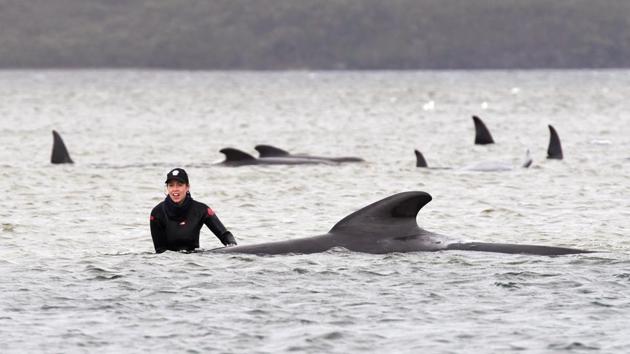 A member of a rescue crew stands with a whale on a sand bar near Strahan, Australia on September 22. Authorities had already been working to rescue survivors among an estimated 270 whales found on September 21 on a beach and two sandbars near the remote west coast town of Strahan on the island state of Tasmania. A new group was spotted from the air less than 10 kilometers from this location. (Brodie Weeding / Pool Photo via AP)