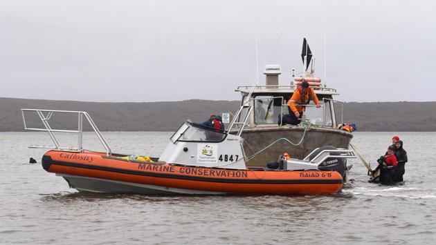 Rescue crew members and boats work to help a whale stranded on a sand bar near Strahan on September 22. “From the air, they didn’t look to be in a condition that would warrant rescue,” Tasmania Parks and Wildlife Service Manager Nic Deka said told AP. “Most of them appeared to be dead.” Further assessment of their condition would be made by boat and crews would be sent if the whales could be saved, he said. (Brodie Weeding / Pool Photo via AP)