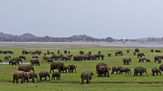The livestreaming will initially cover four national parks to showcase the South Asian country’s exotic wildlife, including leopards, bears, elephants, crocodiles and birds, among other animals.(AP) The livestreaming will initially cover four national parks to showcase the South Asian country’s exotic wildlife, including leopards, bears, elephants, crocodiles and birds, among other animals.(AP)