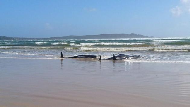 Stranded whales are seen on a sandbar in Macquarie Heads on September 21. Why the whales ran aground is a mystery. The pod may have been drawn into the coast to feed or by the misadventure of one or two whales, which had led to the rest of the pod following, Carlyon said. (Tasmania Police via REUTERS)