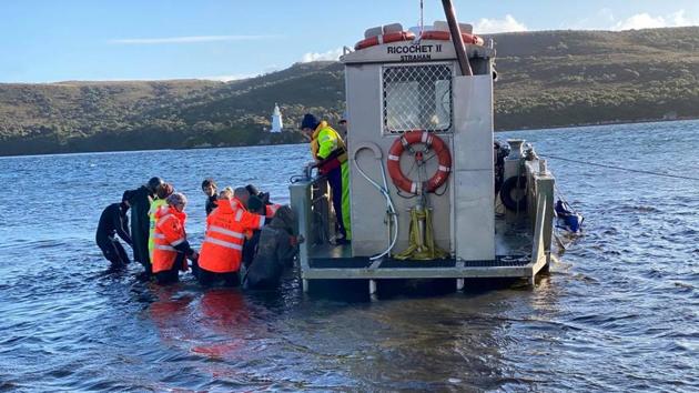 Whale rescue efforts take place at Macquarie Harbour in Tasmania on September 22. “In Tasmania, this is the biggest (mass stranding) we’ve recorded,” Marine Conservation Program wildlife biologist Kris Carlyon told AP. Rescue crews remained optimistic about freeing more whales, Carlyon said. With cool weather helping, “we’ve got a very good chance of getting more off that sandbar,” he added. (Bilal Rashid via REUTERS)