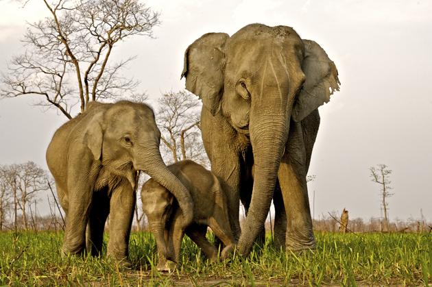 An Asian elephant with her calves in Kaziranga national park.(Shutterstock) An Asian elephant with her calves in Kaziranga national park.(Shutterstock)