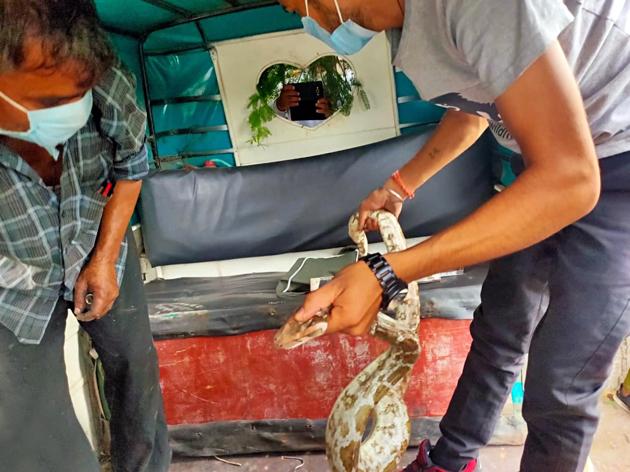 Wildlife rescuers take a snake back to its natural habitat, after it was spotted in an autorickshaw.