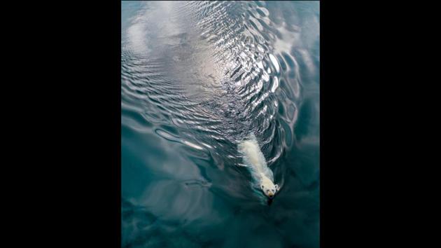 “Polar plunge, Baffin Island.” (Jenny Wong)