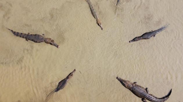 “Ring of crocodiles, Bangladesh.” (Adnan Asif)