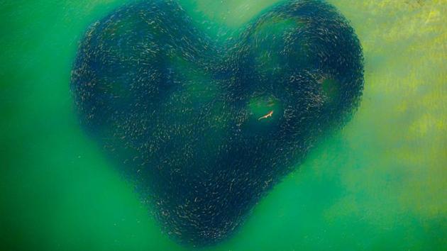 Australian photographer Jim Pic?t won the grand prize at the Drone Photo Awards (2020) for his image “Love Heart of Nature.” “In winter, a shark is inside a salmon school when, chasing the baitfish, the shape became a heart shape,” is how he described the image. (Jim Pic?t)