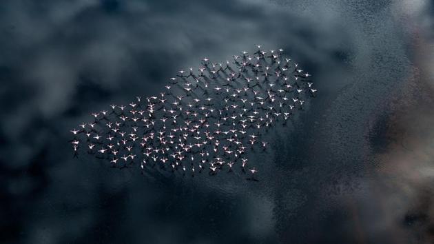 “Flamingo Flock Heart, Lake Turkana, Kenya.” The lake’s abundance of algae once attracted a vast number of flamingos that famously lined the shore. In 2013, the lake received an alarming increase in the water levels that led to the migration of flamingos to Lake Bogoria in search of food. (Thomas Vijayan)
