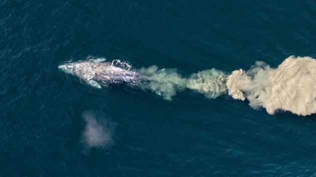 “Grey (or gray) whale feeding, Western Mexico, North Pacific.” (Mark Carwardine)