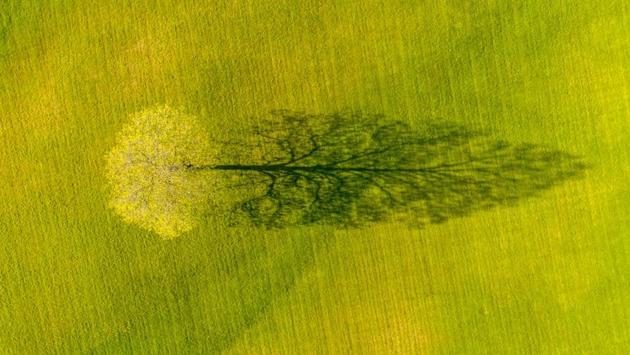 Kenna’s image, “Spring Maple Tree Shadow” was commended by the organizers, Siena Awards Festival. (Caleb Kenna)