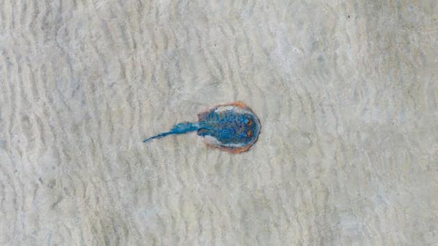 “The bluespotted ribbontail ray, Ningaloo Reef , Western Australia.” (Sagi Roitfarb)