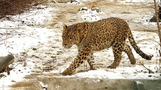 The same leopard is suspected to have killed two have killed two persons in three days in Pithoragarh. (Representative photo) The same leopard is suspected to have killed two have killed two persons in three days in Pithoragarh. (Representative photo)