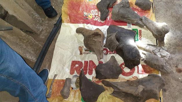 Fossil remains of a mastodon found by miners are seen inside a gold mine in Risaralda, Colombia.(CARDER via REUTERS) Fossil remains of a mastodon found by miners are seen inside a gold mine in Risaralda, Colombia.(CARDER via REUTERS)