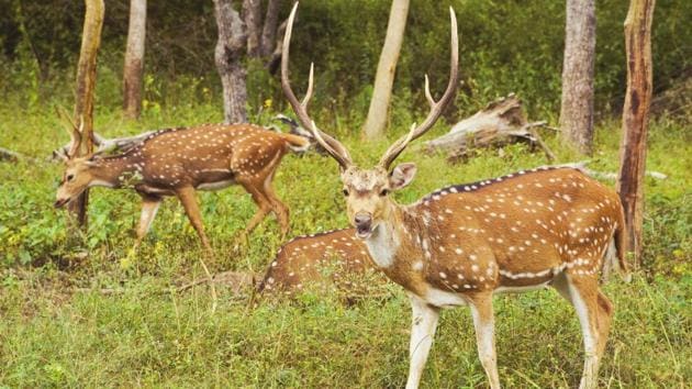 The population of deer in national parks and wildlife sanctuaries should be 40 per square (sq) kilometre (km) and 35 or less per sq km, respectively.(Representational Image)