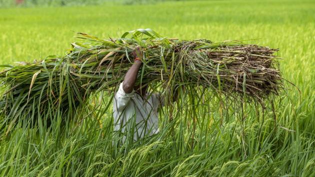 Farmers across the country are protesting against three new farm bills which they say are against the interest of farmers.(Representational Photo/AP)