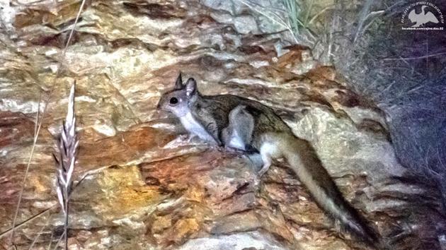 A Kashmir Gliding squirrel on Shimla-Narkanda road.(PHOTO: RAJIVE DAS)